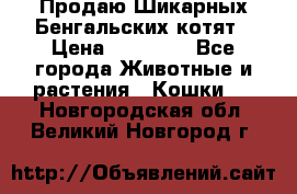 Продаю Шикарных Бенгальских котят › Цена ­ 17 000 - Все города Животные и растения » Кошки   . Новгородская обл.,Великий Новгород г.